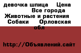 девочка шпица  › Цена ­ 40 000 - Все города Животные и растения » Собаки   . Орловская обл.